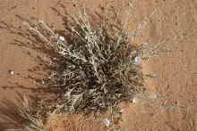 Whole plant and leaves
