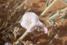 Convolvulus spicatus flower