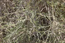 Haloxylon salicornicum leaves