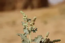 Atriplex turcomanica leaves and flowers