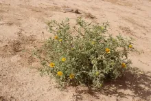 Whole plant