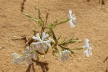 Whole plant