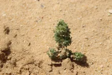 Whole plant