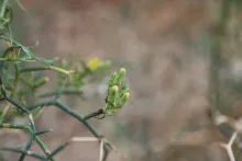 Launaea spinosa flower