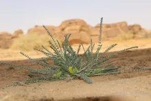 Whole plant