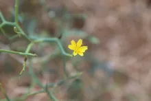 Launaea spinosa flower