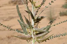 Astragalus sieberi fruits
