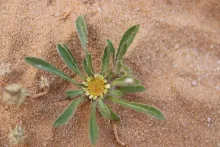 Whole plant