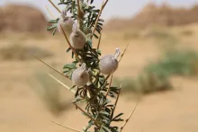 Astragalus spinosus leaves and flowers