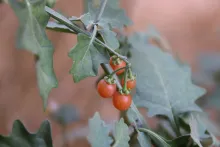 Solanum villosum fruits