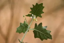 Solanum villosum leaves