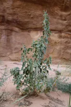 Whole plant