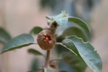 Withania somnifera fruit