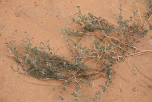 Whole plant