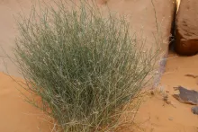 Whole plant