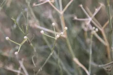 Deverra triradiata flowers