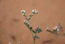 Heliotropium bacciferum flowers