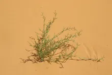 Whole plant