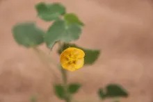 Flower of Abutilon fruticosum