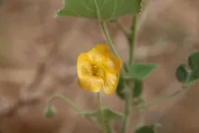 Flower of Abutilon fruticosum