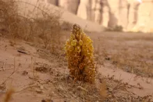 Cistanche tubulosa flowers