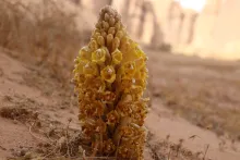 Cistanche tubulosa flowers