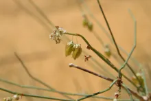 Calligonum comosum fruits