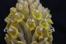 Cistanche tubulosa flowers