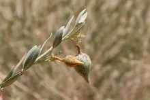 Solenostemma arghel fruits
