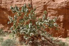 Whole plant