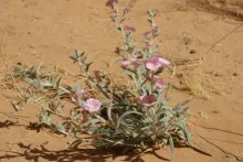 Whole plant