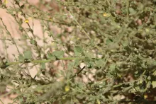 Kickxia aegyptiaca leaves