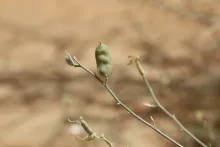 Farsetia aegyptia fruit
