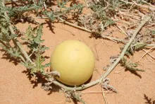Citrullus colocynthis fruit