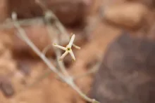 Farsetia aegyptia flower