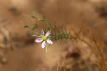 Zygophyllum arabicum flower