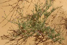 Whole plant