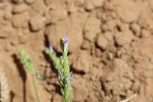 Lavandula pubescens flowers