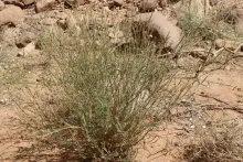 Whole plant