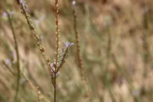 Lavandula pubescens flowers and fruits