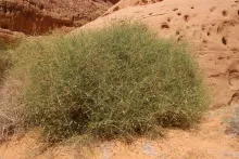 Whole plant