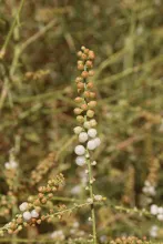 Ochradenus baccatus fruits