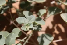 Commicarpus helenae leaves