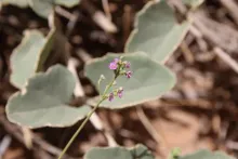 Commicarpus helenae flower and leaves