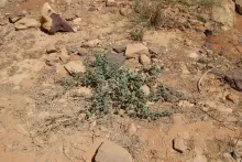 Whole plant