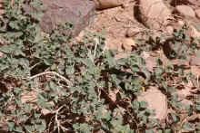 Commicarpus helenae leaves