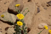 Pulicaria incisa flowers