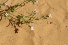 Eremobium aegyptiacum flowers