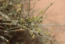 Ephedra ciliata flower