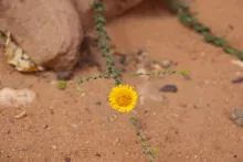 Pulicaria incisa flowers